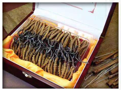 阿克苏冬虫夏草回收